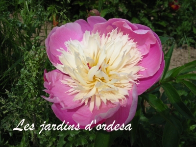 Paeonia bowl of beauty 